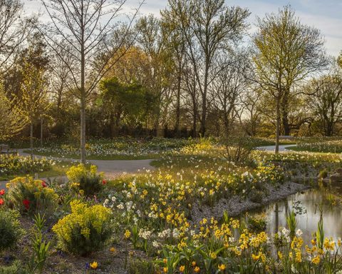 Grădina Queen Elizabeth II Garden din Regent’s Park, Londra, amenajată pentru biodiversitate urbană