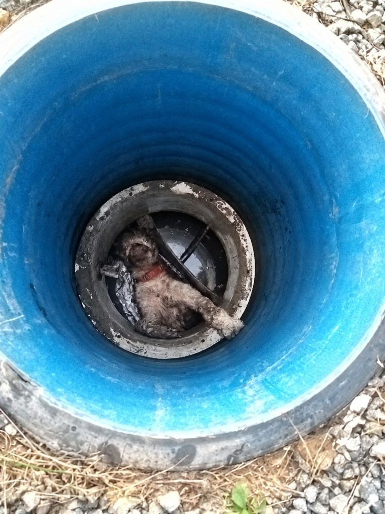 Rocky, câinele salvat de pompieri la Chiștag