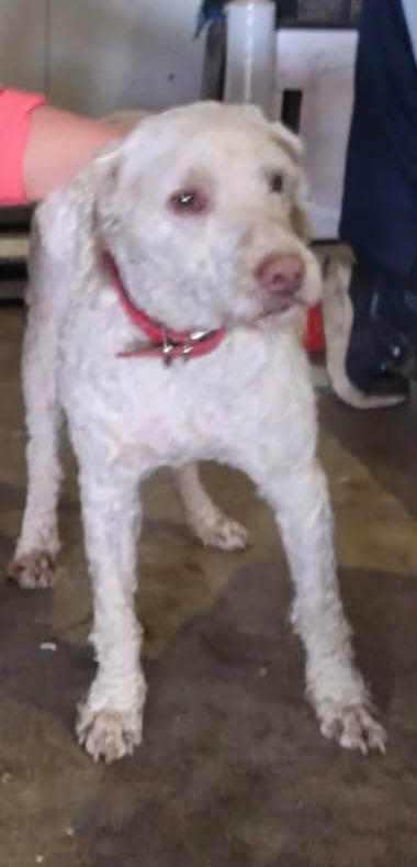 Rocky, câine Lagotto Romagnolo 